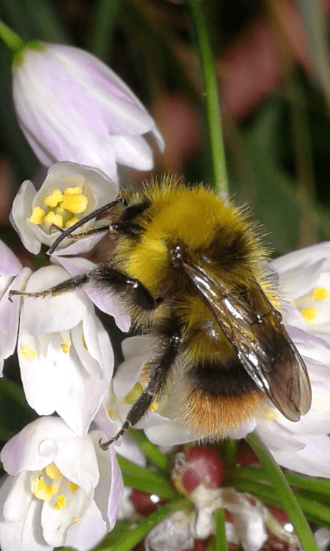 Bombus sp. (Apidae)? S, Bombus cfr. pratorum